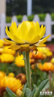 【初夏】+小園花朵