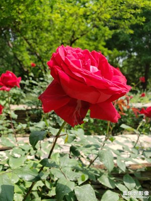 【初夏】+逛公園