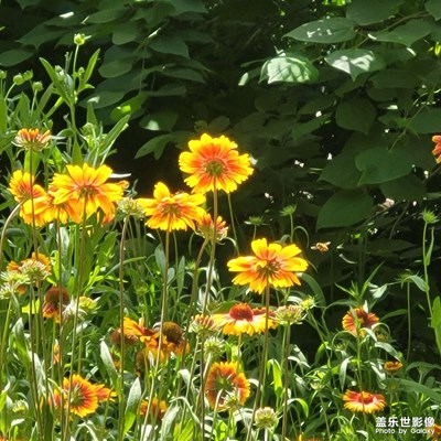 秘密花園