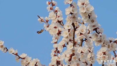 一段好春藏不住，粉墻斜露杏花梢