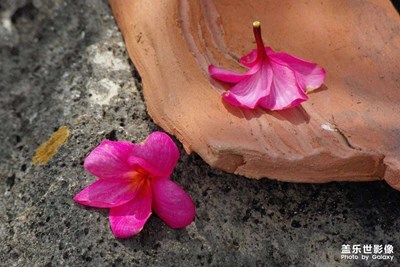 別來春半，觸目柔腸斷