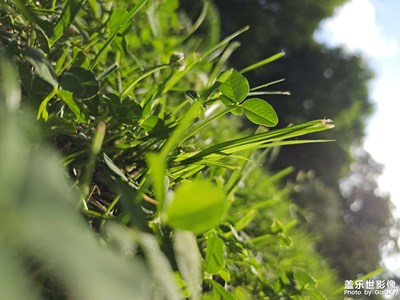 Galaxy S23 Ultra今日隨拍