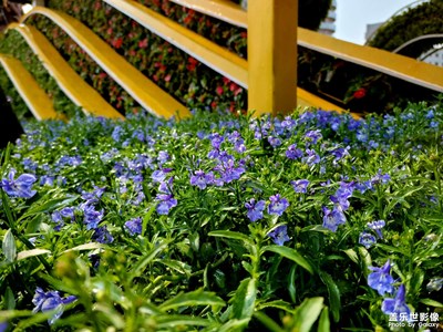 【拍有生活】+小花隨拍