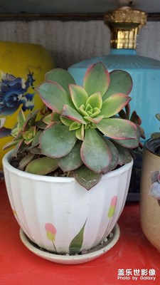 【陽(yáng)光燦爛的日子】花的世界