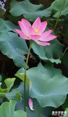 【陽(yáng)光燦爛的日子】新荷飄香