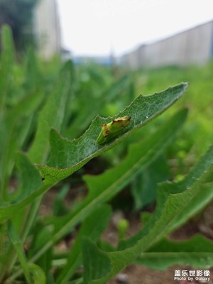 偶遇寵物小精靈“鐵甲蛹”