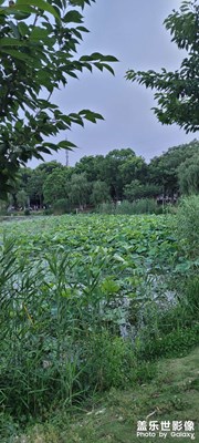 夏日到了，荷葉長高了