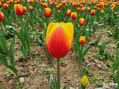 【用鏡頭講述】+?花兒與鴨子