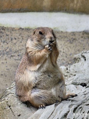 【用鏡頭講述】野生動(dòng)物園
