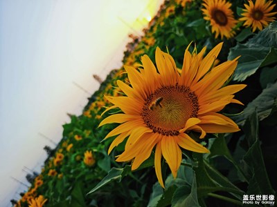 三星 S23 Ultra拍攝「向日葵花語」