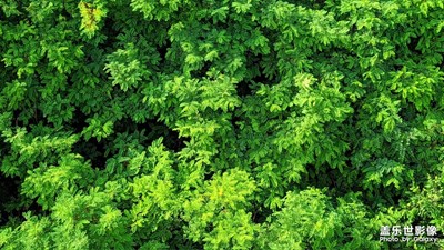 你要悄悄地拔尖，然后驚艷所有人