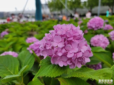 【泛著光的生活】+繡球