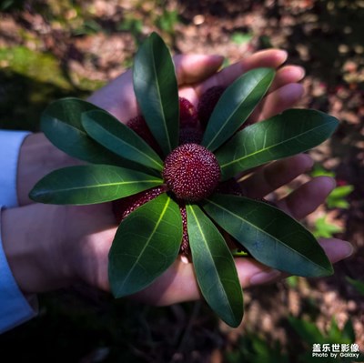 【泛著光的生活】+“梅”好時光