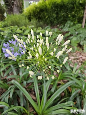 【鏡頭里的夏天】夏日禮“花”