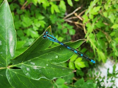 【鏡頭里的夏天】生物