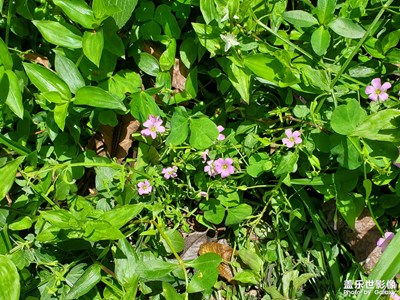 【泛著光的生活】+夏天