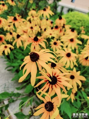 【鏡頭里的夏天】+路邊盛開的花兒