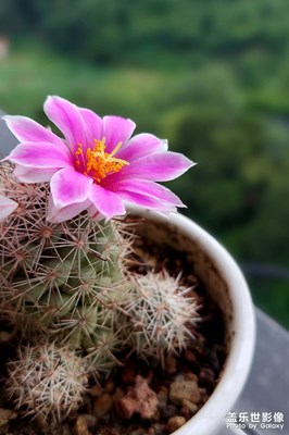 【留住精彩】小仙人掌又開花了