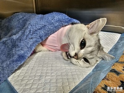 【留住精彩】+NeiNei貓生大事