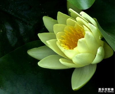 【鏡頭里的夏天】蓮