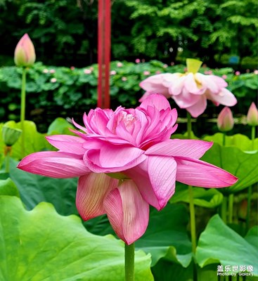 【鏡頭里的夏天】+荷花