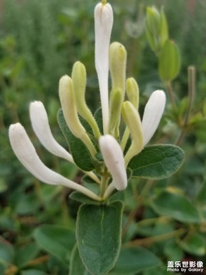 【鏡頭里的夏天】+萬(wàn)物瘋長(zhǎng)