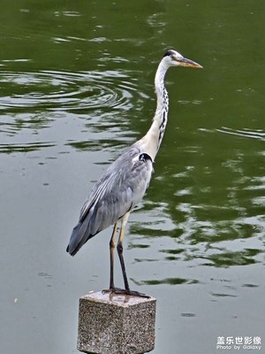 
三星 Galaxy S23 Ultra拍攝「蒼鷺」