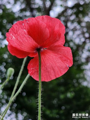 【鏡頭里的夏天】虞美人