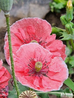 【鏡頭里的夏天】虞美人（二）