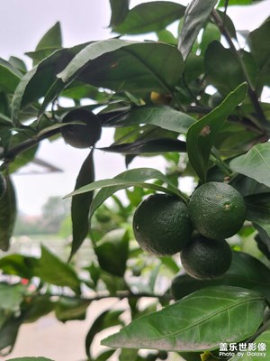 【鏡頭里的夏天】鄉(xiāng)村行