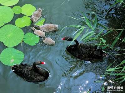 【鏡頭里的夏天】+黑天鵝的一家