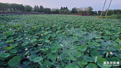 【不期而遇的美好】滿池荷花