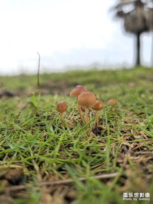 【鏡頭里的夏天】+2億像素使用拍攝