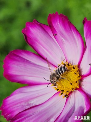 【鏡頭里的夏天】夏日秋英