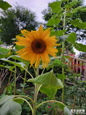 【不期而遇的美好】+發(fā)現(xiàn)美的眼睛