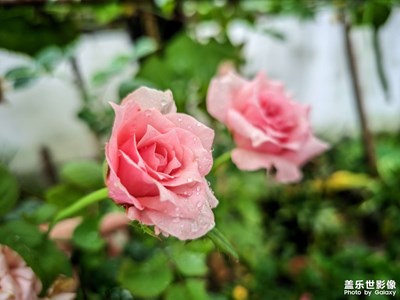 雨中的幾朵小花