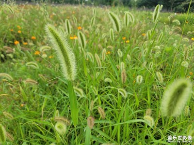 【鏡頭里的夏天】+綠色大自然
