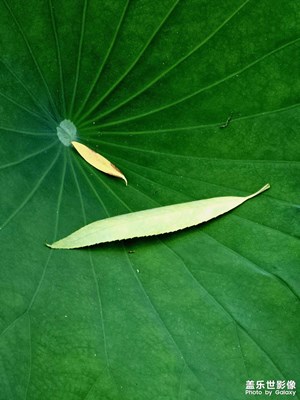 【不期而遇的美好】荷葉生香