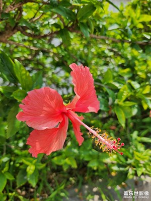 【鏡頭里的夏天】+綠植小花