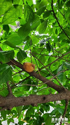 【不期而遇的美好】+綠色世界