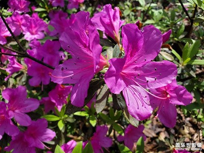 【不期而遇的美好】+近拍花朵