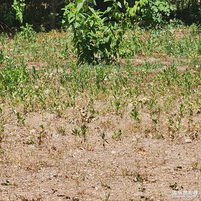不期而遇的美好 夏天的美好