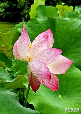 【夏日好時光】+雨荷