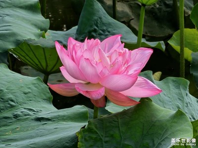 【鏡頭里的夏天】夏日荷花
