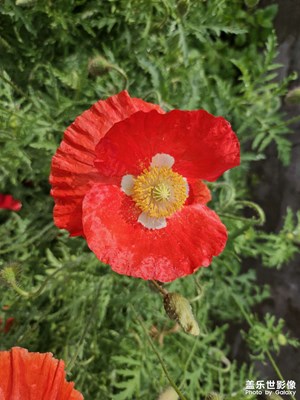 【鏡頭里的夏天】+虞美人