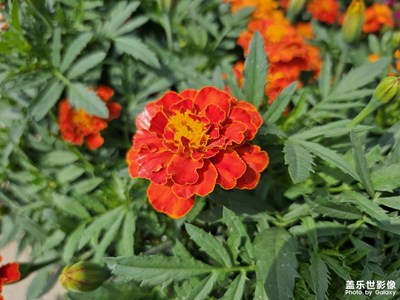 【鏡頭里的夏天】夏花盛開