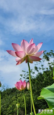 【夏日好時光】+與荷花相約