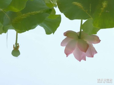【夏日好時(shí)光】倒映荷花