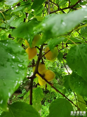 【鏡頭里的夏天】雨后的果實
