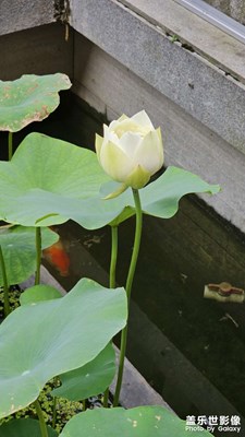 【夏日好時光】+荷花初開